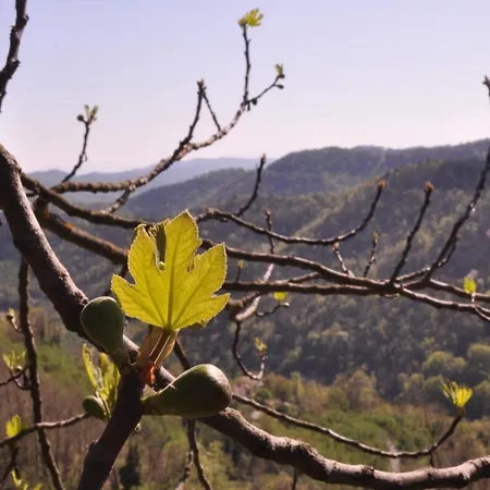 Bed and Breakfast Casa Langa Di Lola 3*