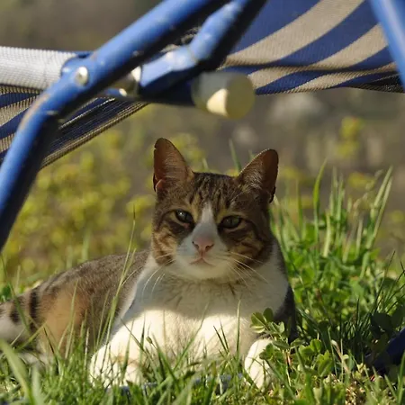 Casa Langa Di Lola Манго