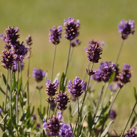 Casa Langa Di Lola 3*